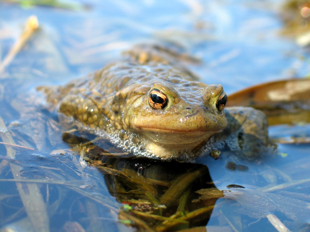 frogs in winter pond