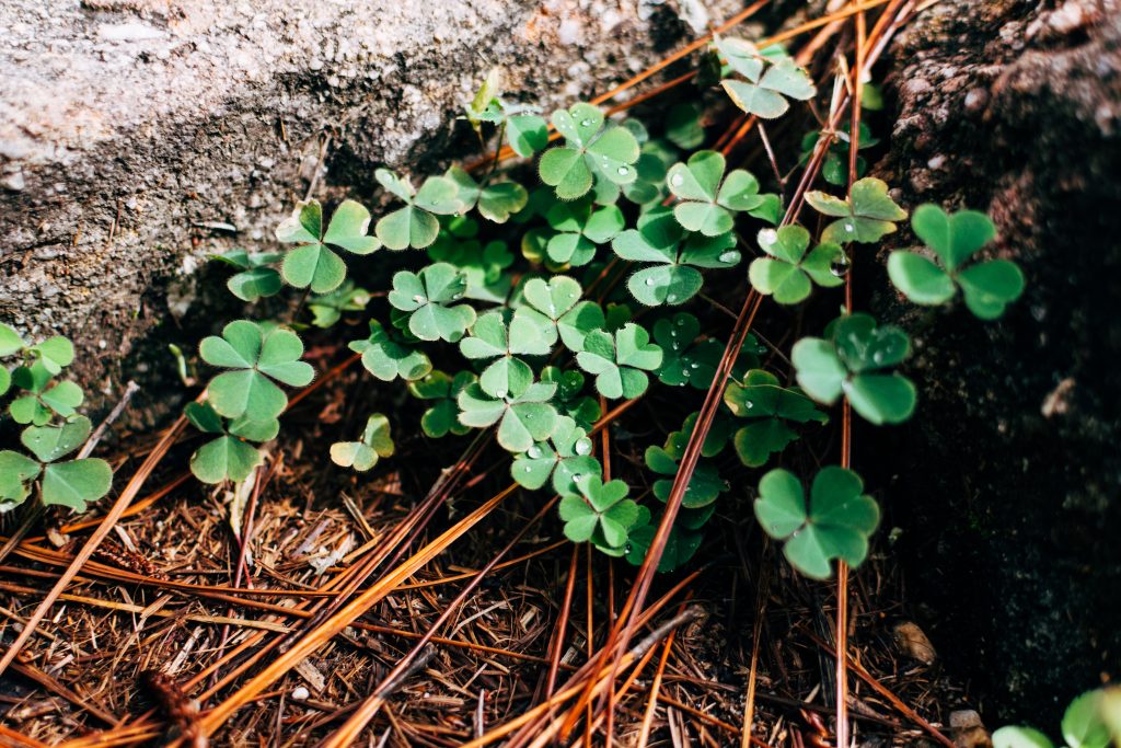 celebrate st patrick's day poolside