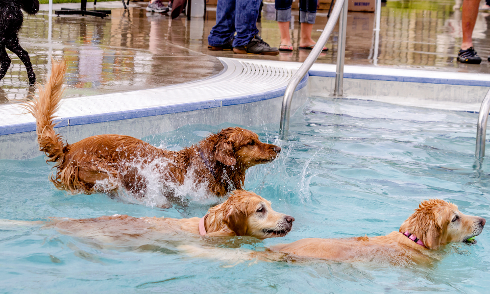 Have Fun In The Pool With Your Dogs