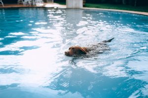 How To Enjoy The Dog Days Of Summer In The Pool