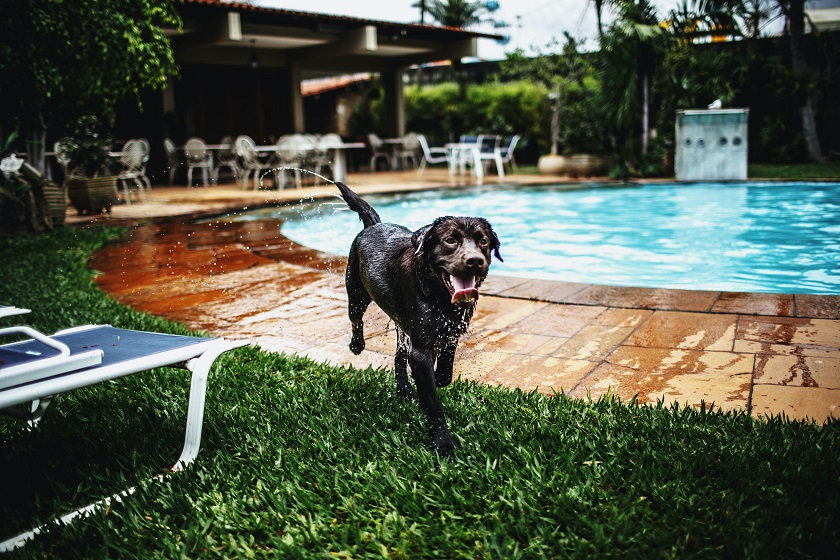 How To Enjoy The Dog Days Of Summer In The Pool 