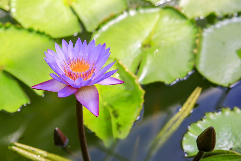 Caring For Backyard Pond Wildlife This Winter