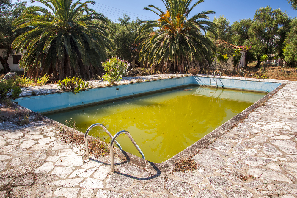algae filled pool